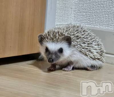 ĮХ顦֥ ץ ( ץ ) ǵʤߤ78̥֥🦔