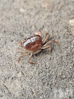 ĮХ顦֥ ץ ( ץ ) ǵʤߤ813̥֥🦀