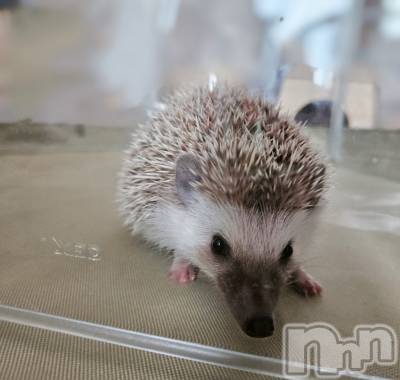 ĮХ顦֥ ץ ( ץ ) ǵʤߤ815̥֥🥰