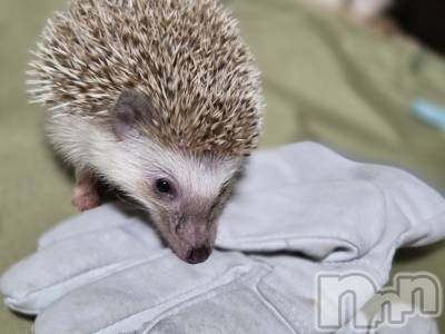 ĮХ顦֥ ץ ( ץ ) ǵʤߤ1025̥֥✋