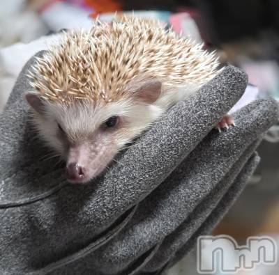 ĮХ顦֥ ץ ( ץ ) ǵʤߤ1030̥֥😣