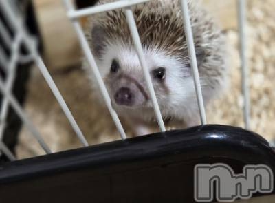 ĮХ顦֥ ץ ( ץ ) ǵʤߤ111̥֥☺️