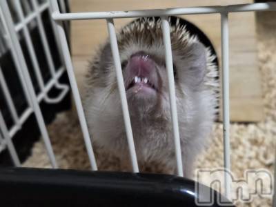 ĮХ顦֥ ץ ( ץ ) ǵʤߤ114̥֥🦷