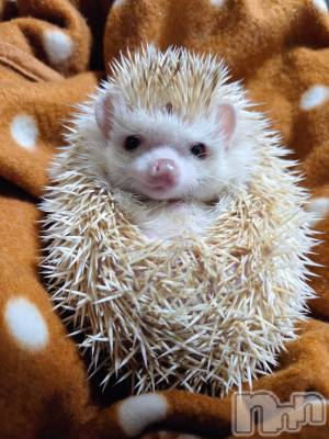 ĮХ顦֥ ץ ( ץ ) ǵʤߤ116̥֥😆