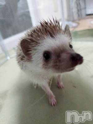 ĮХ顦֥ ץ ( ץ ) ǵʤߤ116̥֥😌