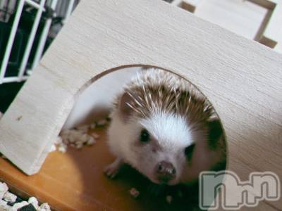 ĮХ顦֥ ץ ( ץ ) ǵʤߤ125̥֥😊