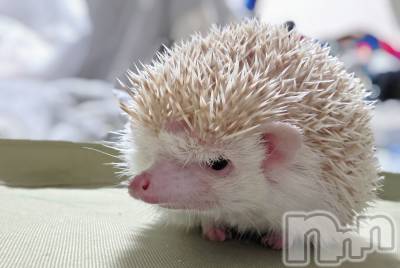 ��Į����Х��顦����֥���� �ץ���� ����(����� �ץ���� ������) ��ǵ���ʤߤ�12��18���̥�֥�����😯��