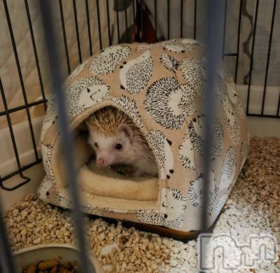 ��Į����Х��顦����֥���� �ץ���� ����(����� �ץ���� ������) ��ǵ���ʤߤ�1��3���̥�֥�����😆��