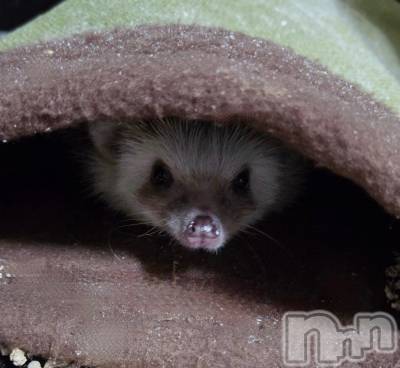 ��Į����Х��顦����֥���� �ץ���� ����(����� �ץ���� ������) ��ǵ���ʤߤ�1��8���̥�֥�����😎��