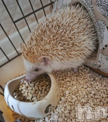 ��Į����Х��顦����֥���� �ץ���� ����(����� �ץ���� ������) ��ǵ���ʤߤ�1��8���̥�֥�����😋��