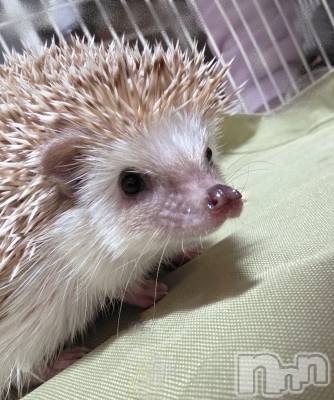 ��Į����Х��顦����֥���� �ץ���� ����(����� �ץ���� ������) ��ǵ���ʤߤ�1��23���̥�֥�����☺️��