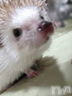 ��Į����Х��顦����֥���� �ץ���� ����(����� �ץ���� ������) ��ǵ���ʤߤ�1��30���̥�֥�����😂��