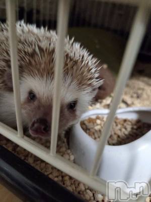 ��Į����Х��顦����֥���� �ץ���� ����(����� �ץ���� ������) ��ǵ���ʤߤ�2��27���̥�֥�����😅��