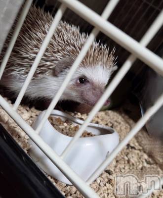 ��Į����Х��顦����֥���� �ץ���� ����(����� �ץ���� ������) ��ǵ���ʤߤ�3��5���̥�֥�����😗��