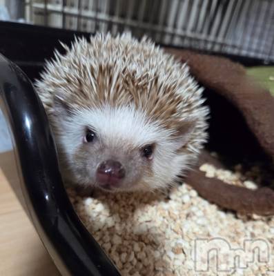 ��Į����Х��顦����֥���� �ץ���� ����(����� �ץ���� ������) ��ǵ���ʤߤ�3��13���̥�֥�����😌��