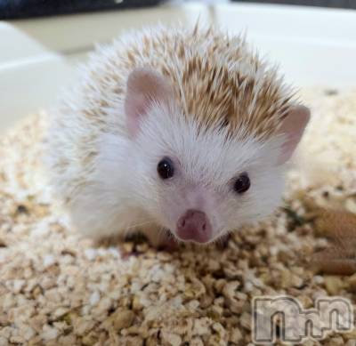 ��Į����Х��顦����֥���� �ץ���� ����(����� �ץ���� ������) ��ǵ���ʤߤ�3��26���̥�֥�����😍��