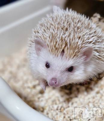 ��Į����Х��顦����֥���� �ץ���� ����(����� �ץ���� ������) ��ǵ���ʤߤ�3��27���̥�֥�����🙃��