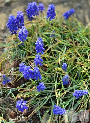 ��Į����Х��顦����֥���� �ץ���� ����(����� �ץ���� ������) ��ǵ���ʤߤ�3��30���̥�֥�����🤩��