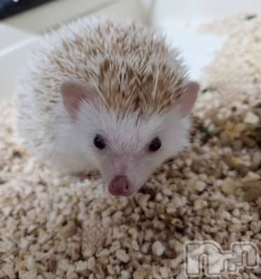 ��Į����Х��顦����֥���� �ץ���� ����(����� �ץ���� ������) ��ǵ���ʤߤ�4��3���̥�֥�����😳��