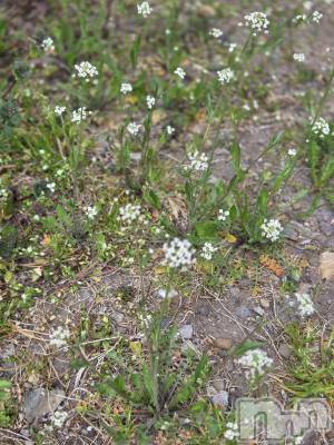 ��Į����Х��顦����֥���� �ץ���� ����(����� �ץ���� ������) ��ǵ���ʤߤ�4��3���̥�֥�����😗��