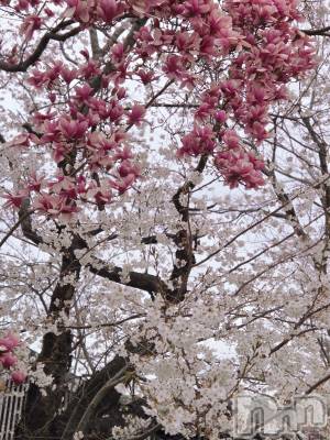 ��Į����Х��顦����֥���� �ץ���� ����(����� �ץ���� ������) ��ǵ���ʤߤ�4��10���̥�֥�����🌸��