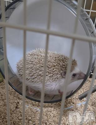 ��Į����Х��顦����֥���� �ץ���� ����(����� �ץ���� ������) ��ǵ���ʤߤ�4��14���̥�֥�����☺️��