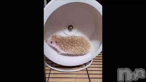 &#x1F42D;