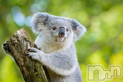 長岡デリヘル 長岡人妻市(ナガオカヒトヅマイチ) あいな★小悪魔的なエロさ(30)の8月4日写メブログ「早くなりました」