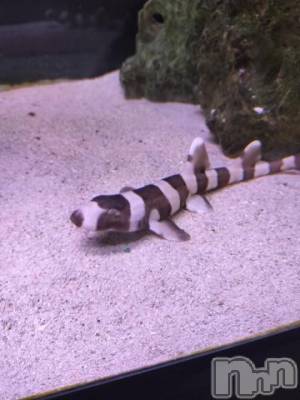 新潟人妻デリヘル 熟女の風俗 最終章(ジュクジョノフウゾクサイシュウショウ) みなみ(40)の3月30日写メブログ「おはようございます」
