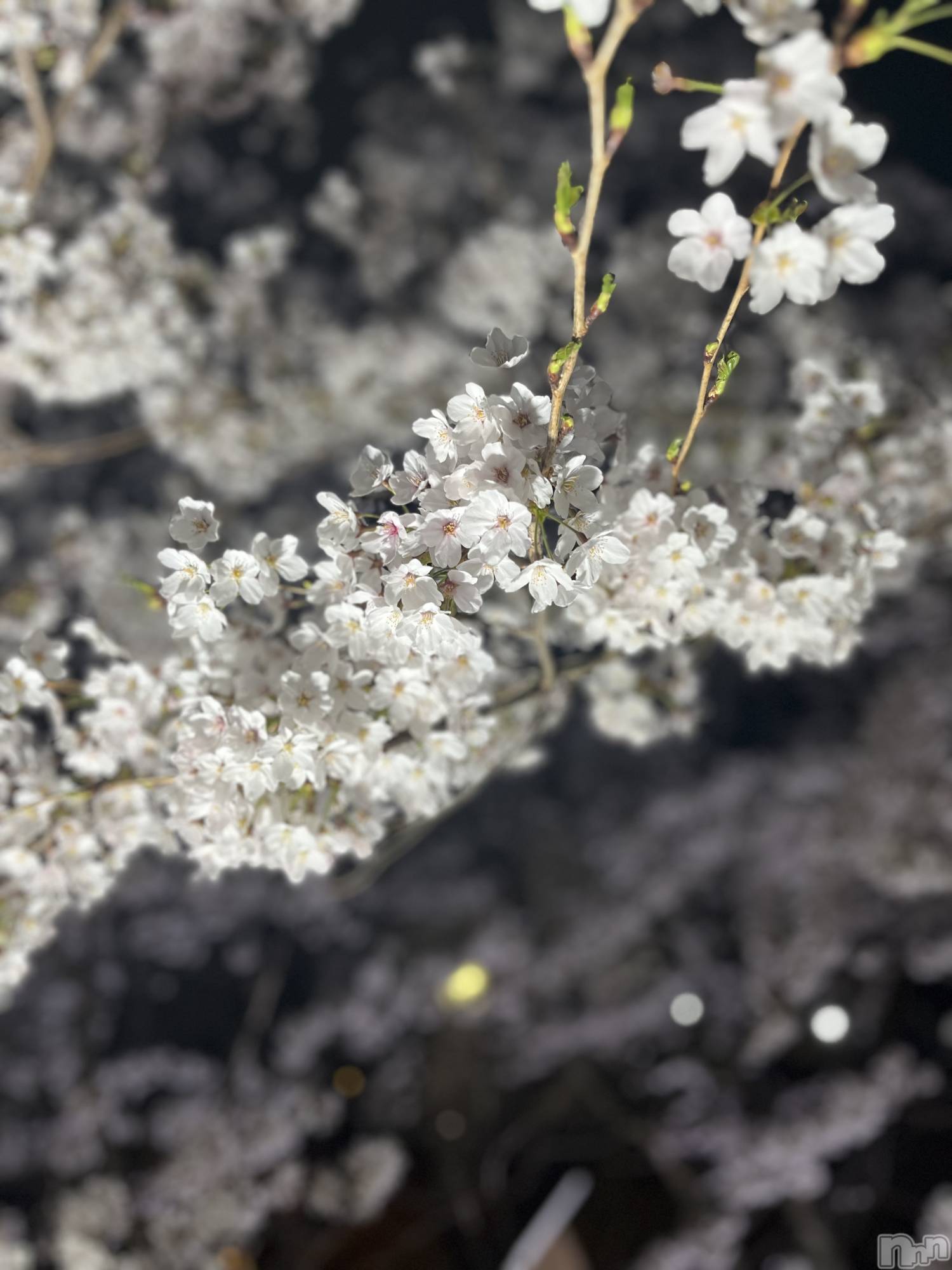 ��ˬ����Х��顦�����CLUB K����Prologue��(����֥���) ��2023ǯ4��8���̥�֥�����🌙*�ߡ�