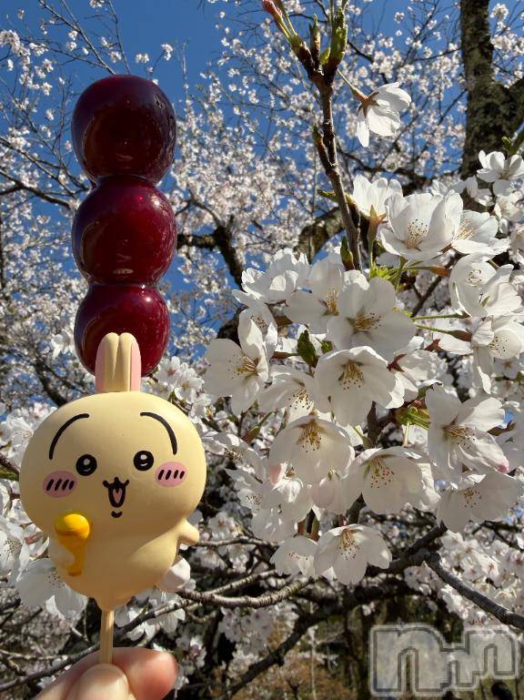 長岡デリヘルBIANCA～主人の知らない私～長岡店(ビアンカナガオカテン)咲真　せんり(27)の2026年4月13日写メブログ「春を満喫してきました。」