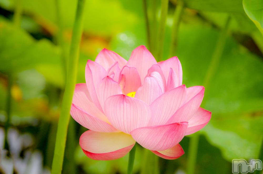 長岡デリヘル長岡人妻市(ナガオカヒトヅマイチ) ななみ★色褪せない『素人感』。(35)の7月2日写メブログ「高田城址の蓮は咲き始めたかな🤔？」