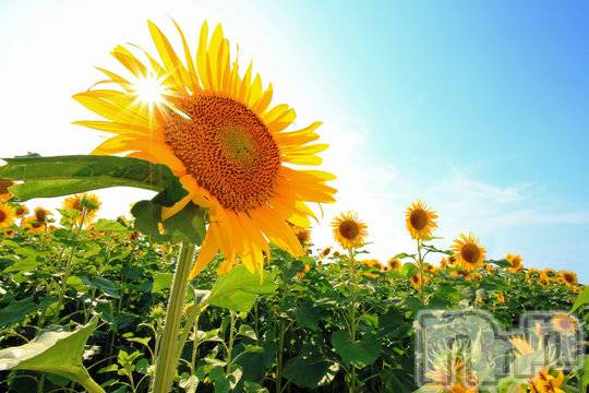 長岡デリヘル長岡人妻市(ナガオカヒトヅマイチ) ななみ★色褪せない『素人感』。(35)の7月12日写メブログ「ついに✨」