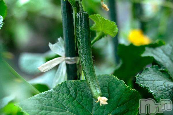 長岡デリヘル長岡人妻市(ナガオカヒトヅマイチ) ななみ★色褪せない『素人感』。(35)の8月10日写メブログ「今日はお祭りの慰労会」