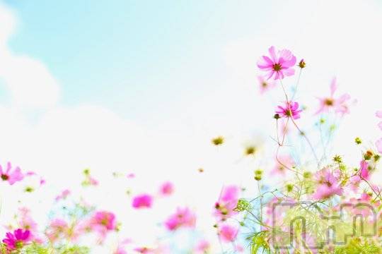 長岡デリヘル長岡人妻市(ナガオカヒトヅマイチ) ななみ★色褪せない『素人感』。(35)の8月26日写メブログ「結局」