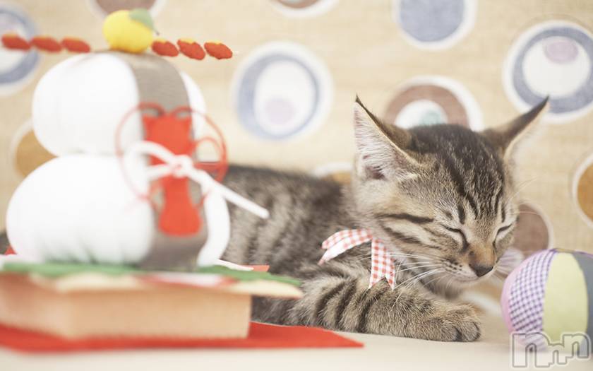 長岡デリヘル長岡人妻市(ナガオカヒトヅマイチ) ななみ★色褪せない『素人感』。(35)の1月3日写メブログ「増えるもの」