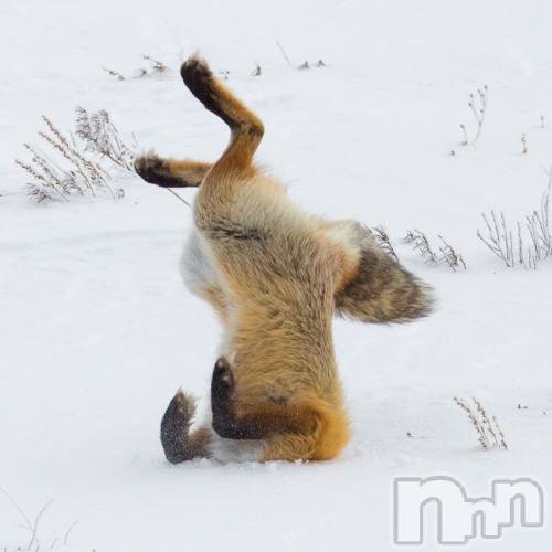 長岡デリヘル長岡人妻市(ナガオカヒトヅマイチ) ななみ★色褪せない『素人感』。(35)の2月10日写メブログ「今日はしないぞ」