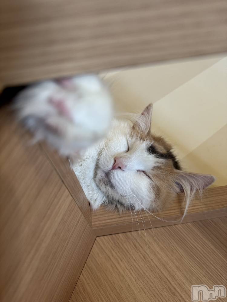 長岡デリヘル長岡人妻市(ナガオカヒトヅマイチ) ななみ★色褪せない『素人感』。(35)の3月16日写メブログ「毎週の癒し」