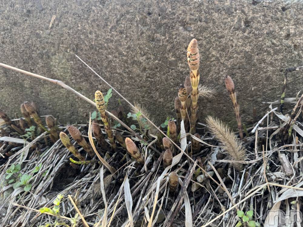 長岡デリヘル長岡人妻市(ナガオカヒトヅマイチ) ななみ★色褪せない『素人感』。(35)の3月23日写メブログ「見つけた✨」