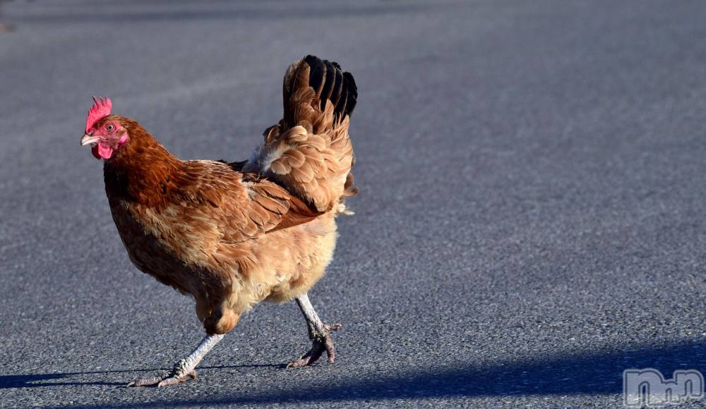 長岡デリヘル長岡人妻市(ナガオカヒトヅマイチ) ななみ★色褪せない『素人感』。(35)の5月11日写メブログ「逃げ」