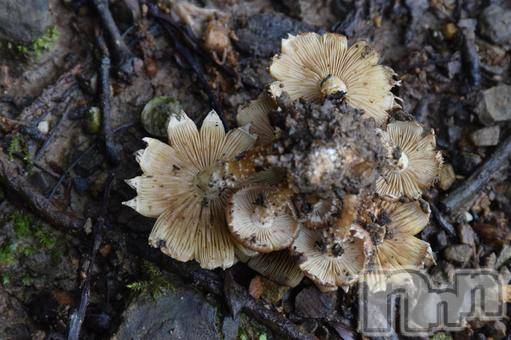 長岡デリヘル長岡人妻市(ナガオカヒトヅマイチ) ななみ★色褪せない『素人感』。(35)の6月15日写メブログ「張り付くんです」