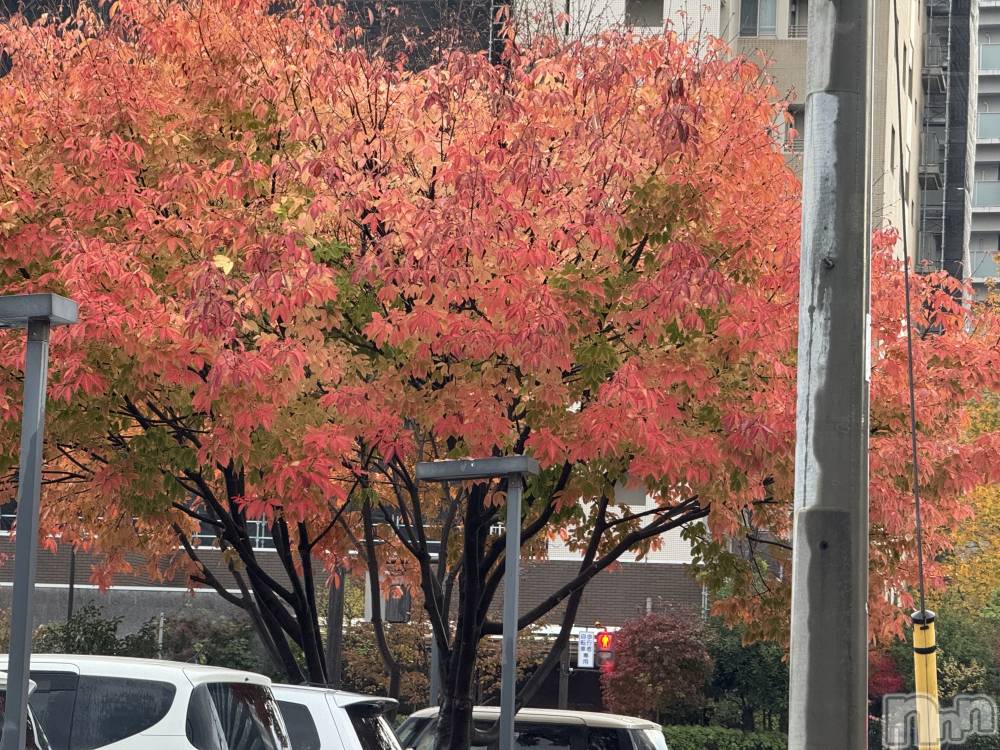 長岡デリヘル長岡人妻市(ナガオカヒトヅマイチ) ななみ★色褪せない『素人感』。(35)の11月20日写メブログ「⬇︎どこのものでしょう？」