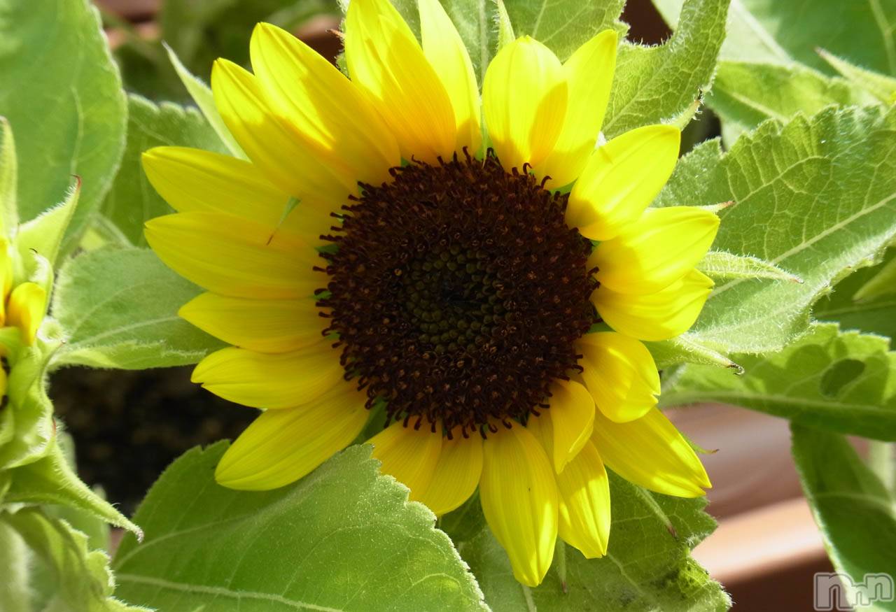 長岡デリヘル長岡人妻市(ナガオカヒトヅマイチ)ななみ★色褪せない『素人感』。(35)の2024年6月8日写メブログ「おはようございます🌻」