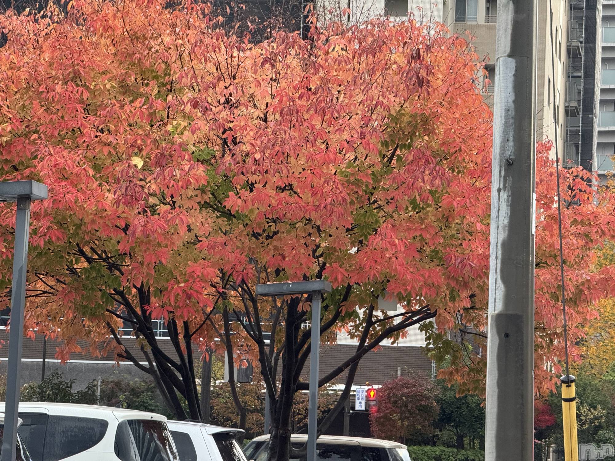 長岡デリヘル長岡人妻市(ナガオカヒトヅマイチ)ななみ★色褪せない『素人感』。(35)の2025年11月20日写メブログ「⬇︎どこのものでしょう？」