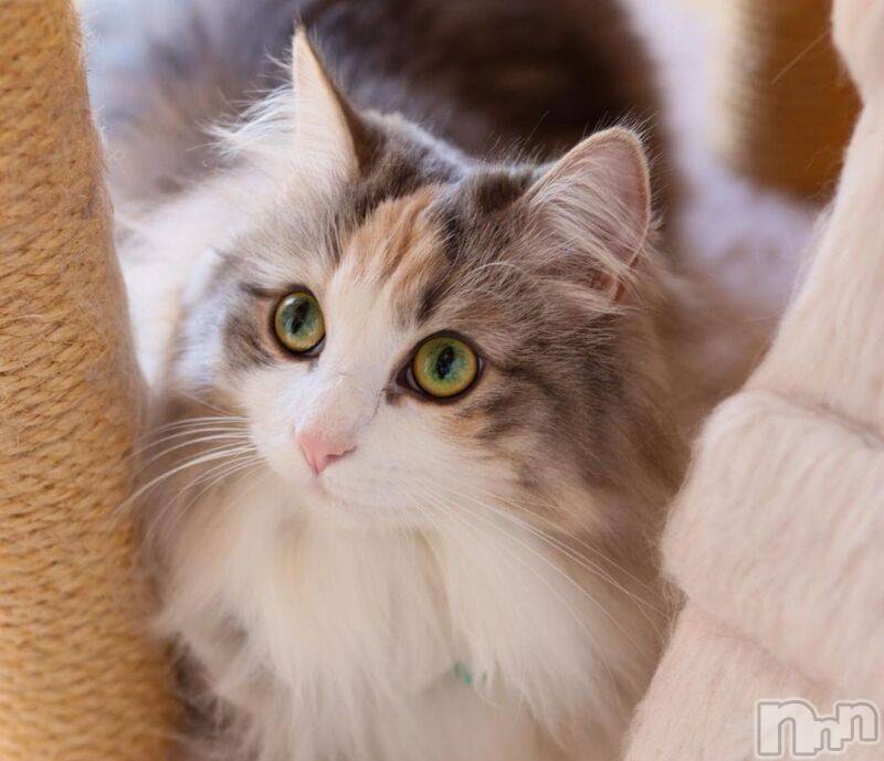 長岡デリヘル長岡人妻市(ナガオカヒトヅマイチ)ななみ★色褪せない『素人感』。(35)の2026年3月2日写メブログ「農場」