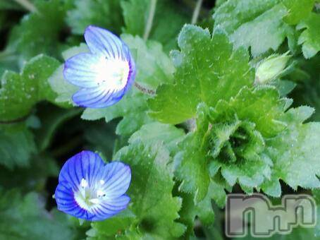 長岡デリヘル長岡人妻市(ナガオカヒトヅマイチ)ななみ★色褪せない『素人感』。(35)の2026年4月5日写メブログ「目撃」