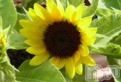 長岡デリヘル長岡人妻市(ナガオカヒトヅマイチ) ななみ★色褪せない『素人感』。(35)の6月8日写メブログ「おはようございます🌻」