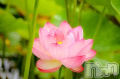 長岡デリヘル長岡人妻市(ナガオカヒトヅマイチ) ななみ★色褪せない『素人感』。(35)の7月2日写メブログ「高田城址の蓮は咲き始めたかな🤔？」