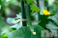 長岡デリヘル長岡人妻市(ナガオカヒトヅマイチ) ななみ★色褪せない『素人感』。(35)の8月10日写メブログ「今日はお祭りの慰労会」