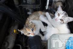 長岡デリヘル長岡人妻市(ナガオカヒトヅマイチ) ななみ★色褪せない『素人感』。(35)の6月10日写メブログ「お願い🙇🏻‍♀️」